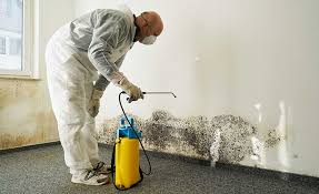 Best Environmental Consulting for Mold Prevention  in Carle Place, NY