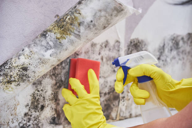 Biohazard Mold Removal in Carle Place, NY